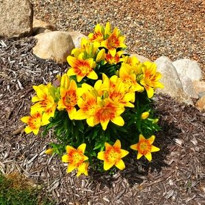 Meet your Posher, Sheila